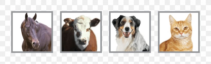 Dog Breed Horse Australian Cattle Dog Mammal Mane, PNG, 1416x430px, Dog Breed, Animal, Animal Figure, Australian Cattle Dog, Breed Download Free