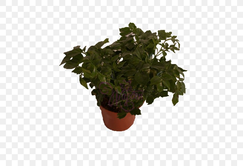 Flowerpot Leaf Houseplant Herb Tree, PNG, 460x560px, Flowerpot, Herb, Houseplant, Ivy, Leaf Download Free