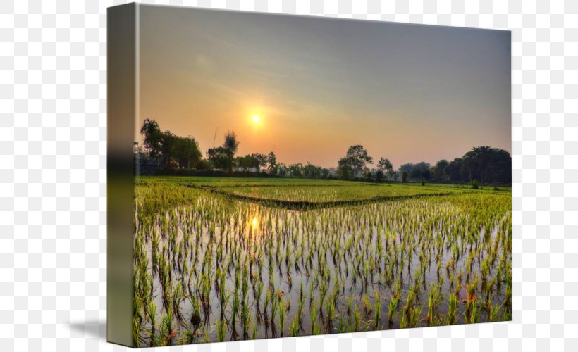 Imagekind Art Painting Thailand Poster, PNG, 650x500px, Imagekind, Art, Canvas, Energy, Field Download Free