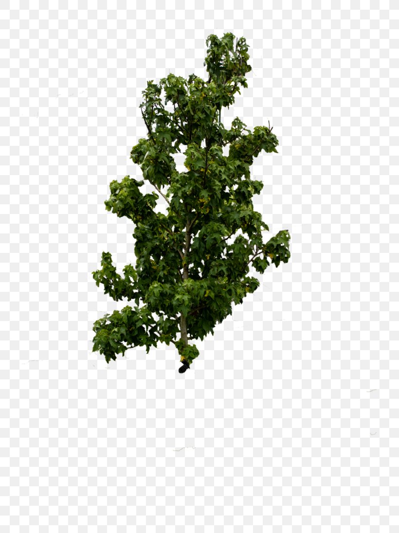 Shrub Leaf Branching, PNG, 729x1096px, Shrub, Branch, Branching, Grass, Leaf Download Free