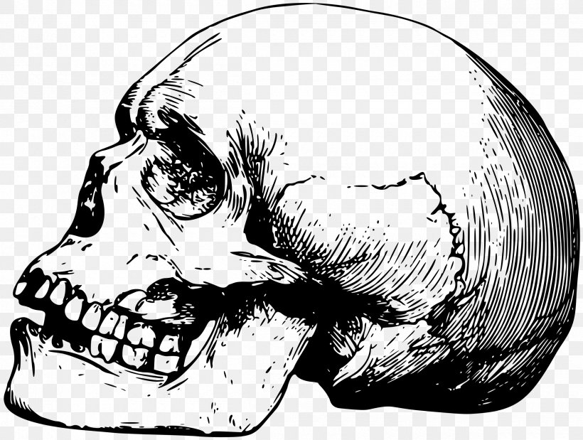 Skull Drawing Human Skeleton Bone, PNG, 2400x1813px, Skull, Anatomy, Automotive Design, Black And White, Bone Download Free