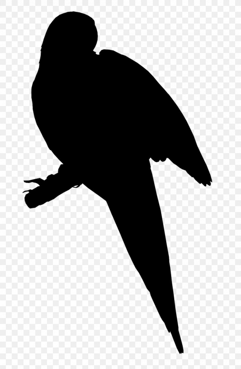 Beak Bird Clip Art Fauna Silhouette, PNG, 1000x1529px, Beak, Bird, Falconiformes, Fauna, Mammal Download Free