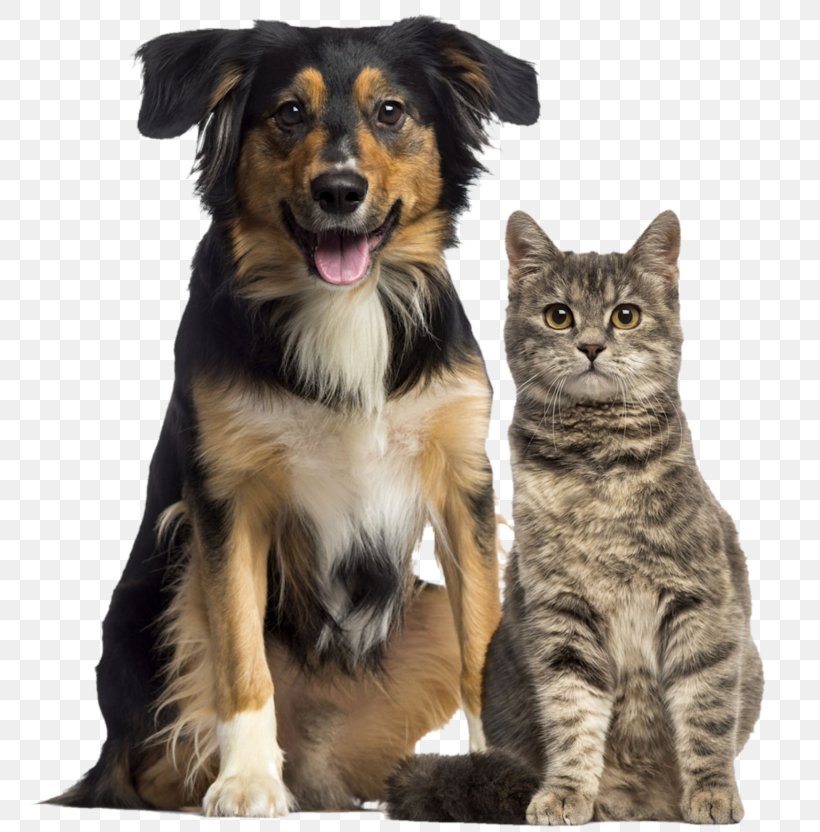 Cat Dog Society For The Prevention Of Cruelty To Animals Humane Society Veterinarian, PNG, 800x832px, Cat, Adoption, Animal, Animal Rescue Group, Animal Shelter Download Free