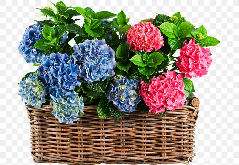 Hydrangea Flower Plant Pink Green, PNG, 700x565px, Hydrangea, Annual Plant, Artificial Flower, Basket, Blue Download Free