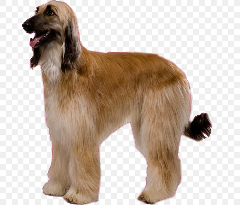 Afghan Hound Dog Breed Borzoi Australian Cattle Dog American Eskimo Dog, PNG, 669x700px, Afghan Hound, American Eskimo Dog, Ancient Dog Breeds, Australian Cattle Dog, Borzoi Download Free