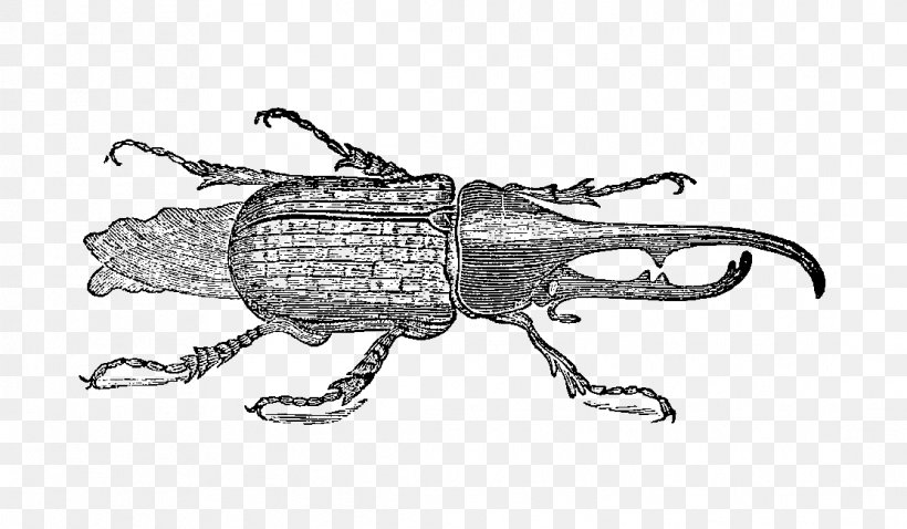 Beetle Weevil Digital Stamp Clip Art, PNG, 1113x650px, Beetle, Arthropod, Black And White, Digital Stamp, Drawing Download Free