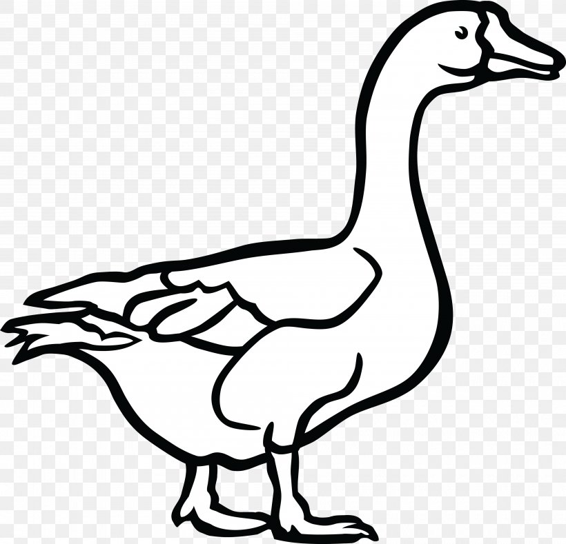 Canada Goose Duck Black And White Clip Art, PNG, 4000x3853px, Goose, Beak, Bird, Black And White, Canada Goose Download Free