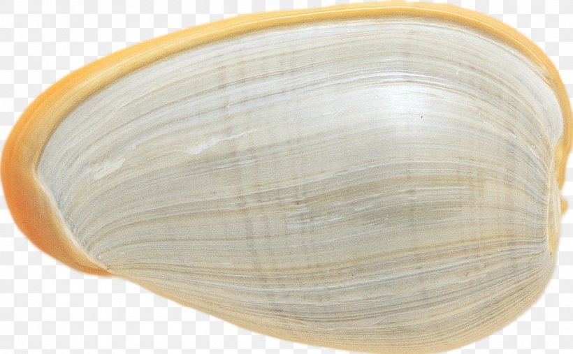 Clam Cockle Mussel Oyster Veneroida, PNG, 1492x924px, Clam, Clams Oysters Mussels And Scallops, Cockle, Mussel, Oyster Download Free