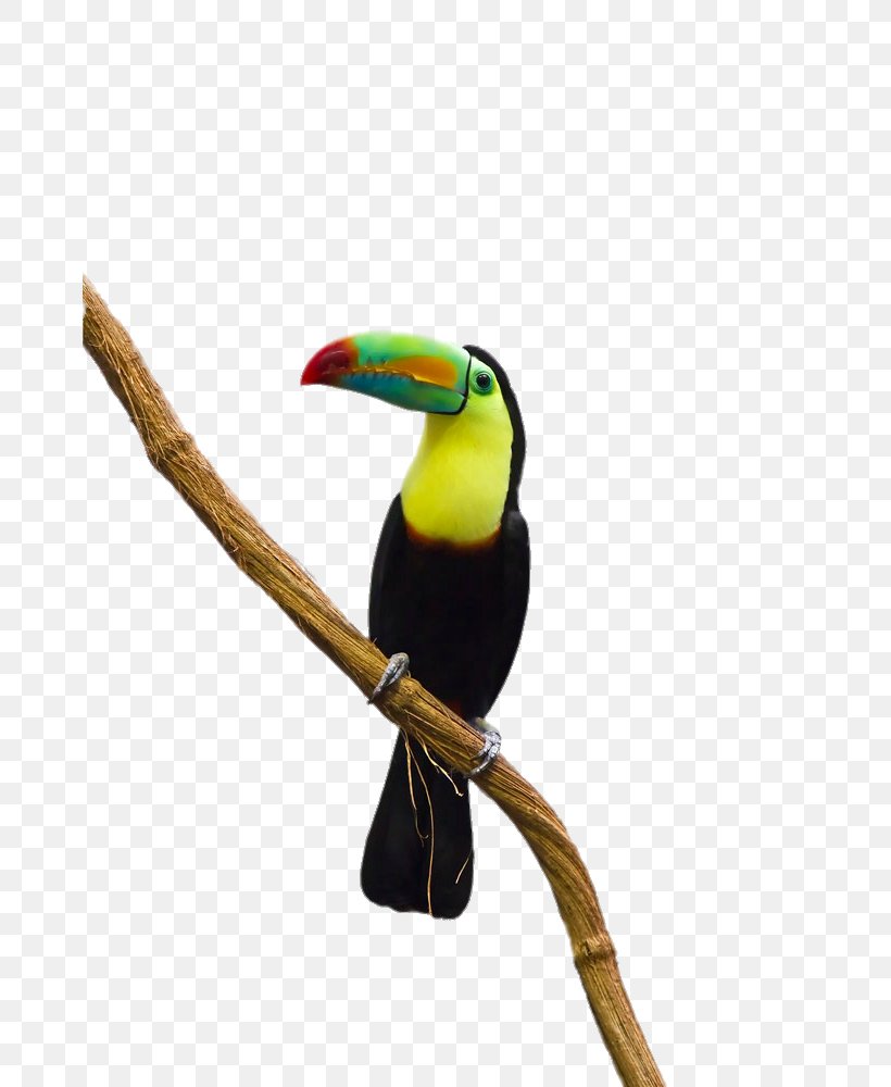 Parrot Bird Toco Toucan, PNG, 667x1000px, Parrot, Animal, Beak, Bird, Coraciiformes Download Free