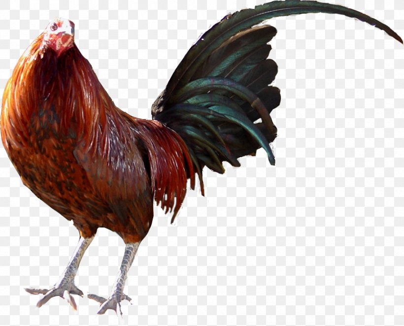 Rooster Chicken Gamecock Cockfight Farm, PNG, 860x695px, Rooster, Beak, Bird, Cake Decorating, Chicken Download Free