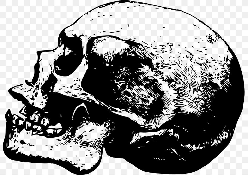 Skull & Bones Desktop Wallpaper Skull & Bones Drawing, PNG, 799x581px, Watercolor, Cartoon, Flower, Frame, Heart Download Free
