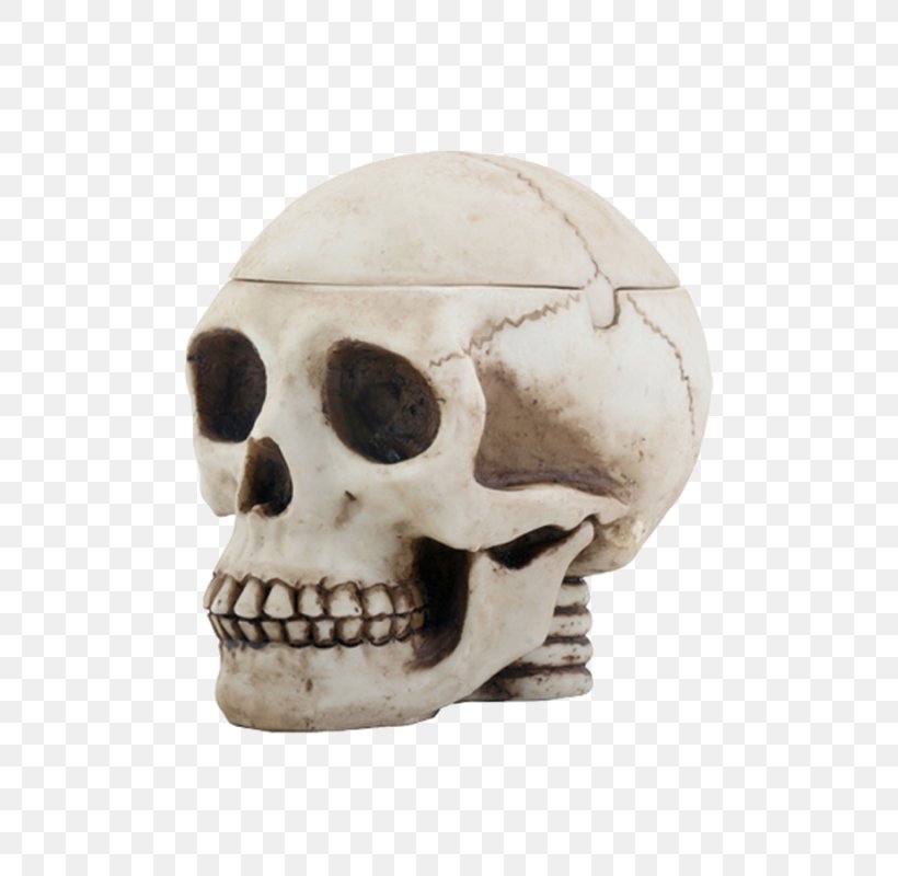 Skull Cranial Cavity Human Skeleton Bone, PNG, 600x800px, Skull, Ashtray, Bone, Bong, Brain Download Free