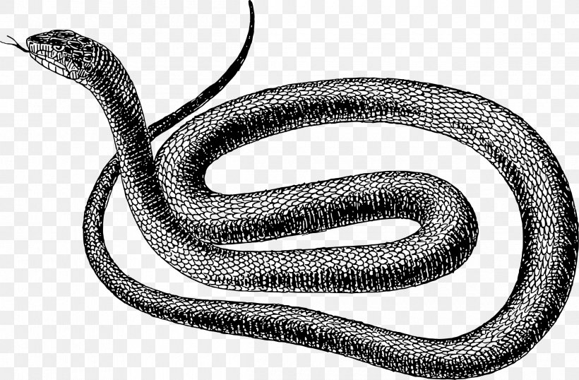 Snake Serpents In The Bible Symbol Vipers, PNG, 2400x1575px, Snake, Black And White, Colubridae, Devil, Drawing Download Free