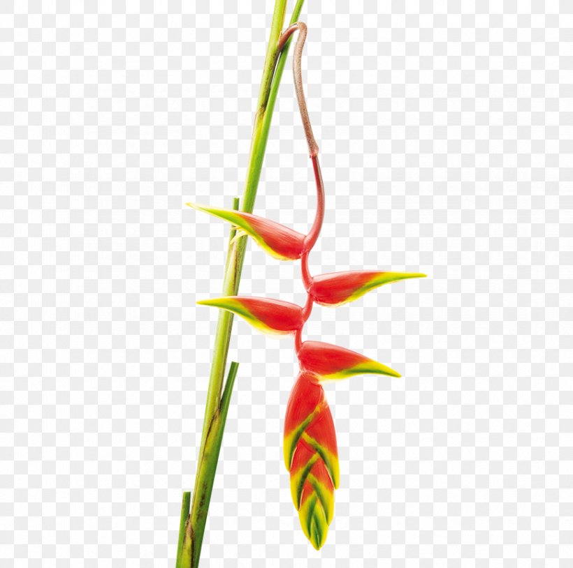 The Flower Expert Heliconia Rostrata Heliconia Wagneriana Plant Stem, PNG, 870x864px, Flower, Bird Of Paradise Flower, Bud, Cut Flowers, Flora Download Free