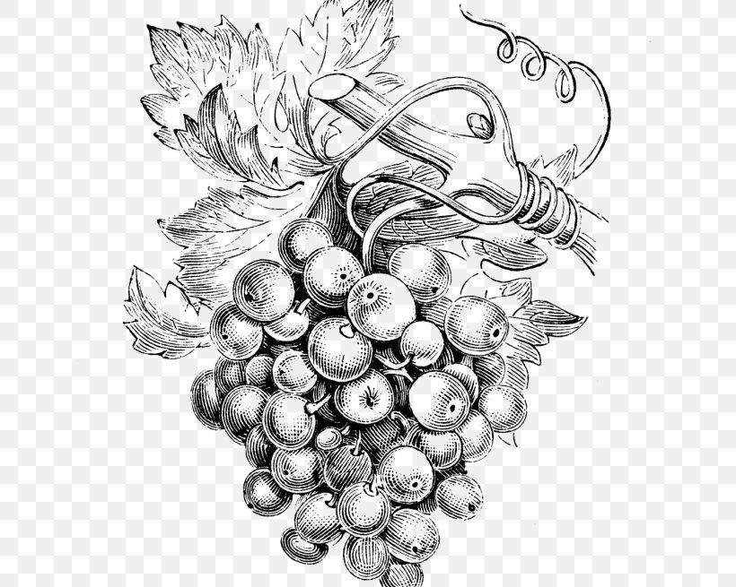 Common Grape Vine Wine Grapes Bellini, PNG, 655x655px, Grape, Art, Artwork, Bellini, Black And White Download Free
