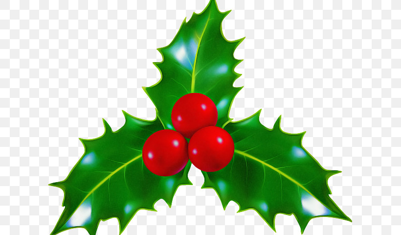 Holly, PNG, 640x480px, Holly, American Holly, Berry, Cherry, Chinese Hawthorn Download Free