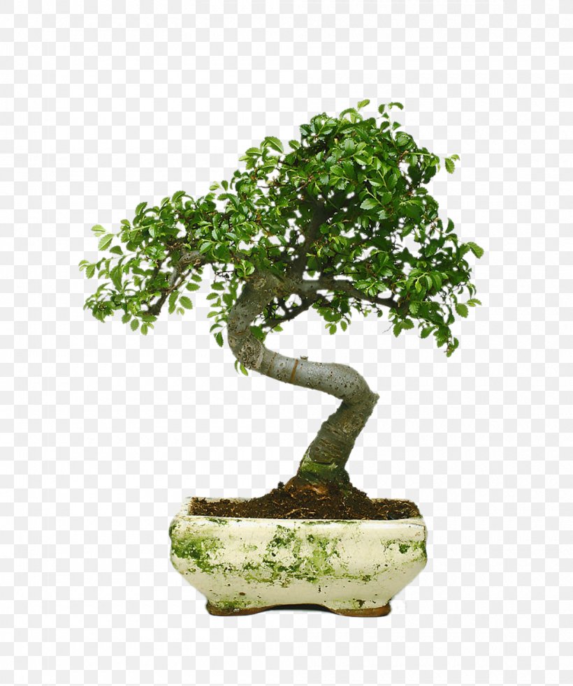 Juniperus Chinensis Indoor Bonsai Penjing, PNG, 1000x1200px, Juniperus Chinensis, Bonsai, Branch, Ficus Retusa, Flowerpot Download Free
