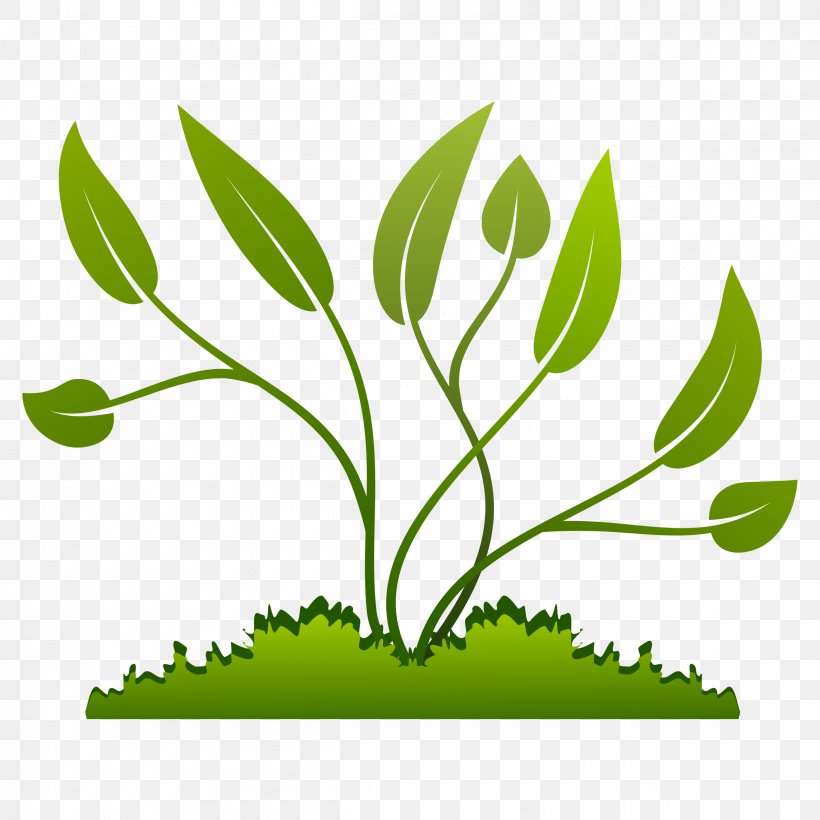 Plant Coffea Clip Art, PNG, 2400x2400px, Plant, Branch, Coffea, Flora, Grass Download Free