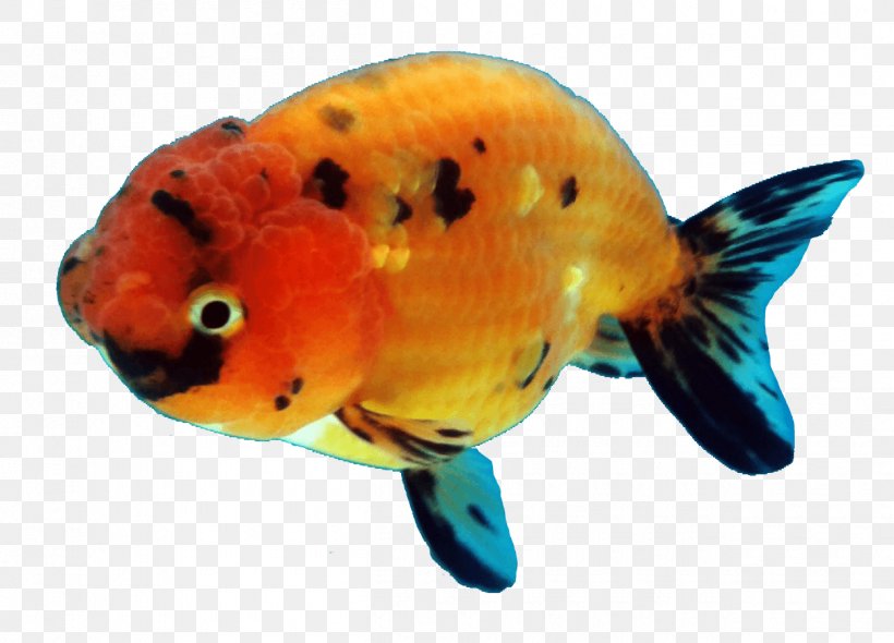 Ranchu Oranda Common Goldfish Bony Fishes, PNG, 1250x900px, Ranchu, Aleta Caudal, Animal, Aquarium, Bony Fish Download Free
