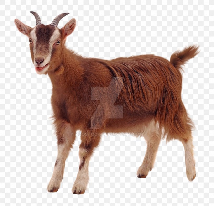 Sheep Rove Goat Pygmy Goat Clip Art, PNG, 911x878px, Sheep, Bovine, Caprinae, Cowgoat Family, Feral Goat Download Free