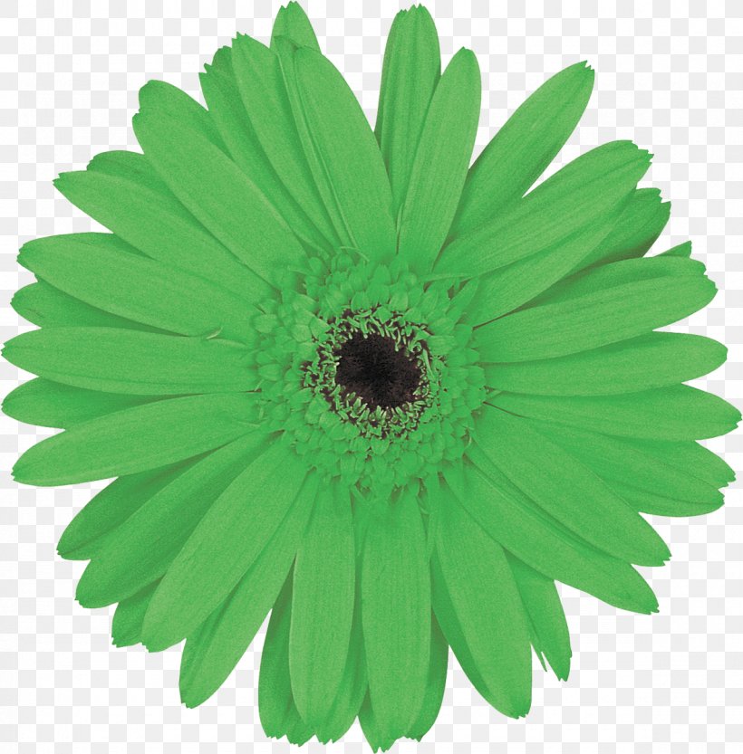 Green Petal Flower Chartreuse Yellow, PNG, 1180x1200px, Green, Chartreuse, Chrysanthemum, Chrysanths, Daisy Family Download Free