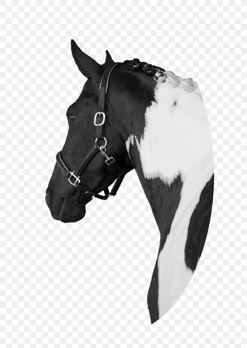 Pintabian Mustang Barock Pinto Halter Pony, PNG, 3844x5411px, Pintabian, Black, Black And White, Blog, Braid Download Free