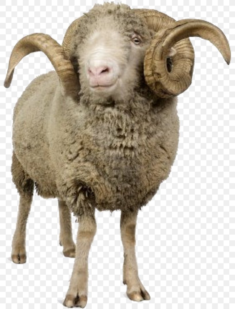Clip Art Goat Cừu Merino Arles Transparency, PNG, 793x1080px, Goat, Argali, Cow Goat Family, Goat Antelope, Horn Download Free