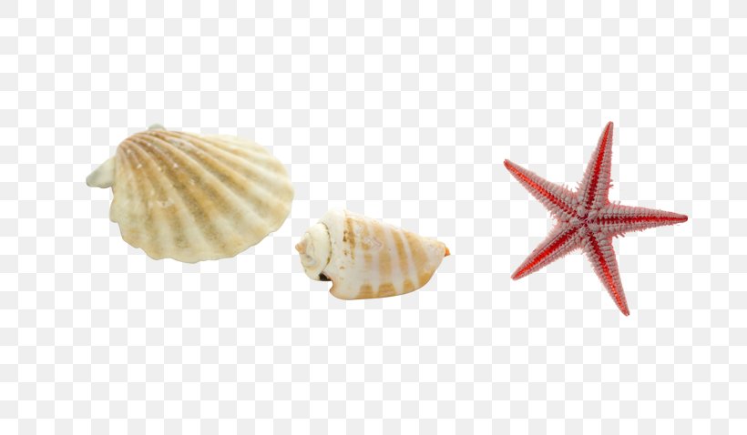 Sea Snail Conch Starfish Seashell, PNG, 700x478px, Sea Snail, Conch, Conchology, Gratis, Ice Cream Cone Download Free