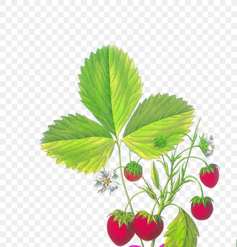 Strawberry Fragaria Viridis Aedmaasikas, PNG, 1339x1395px, Strawberry, Aedmaasikas, Drawing, Food, Fragaria Download Free