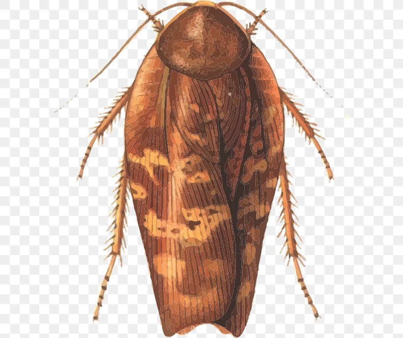 Cockroach Insect Rhabdoblatta Terranea Phasmids, PNG, 600x689px, Cockroach, Arthropod, Blattidae, Engineering, Evolution Download Free