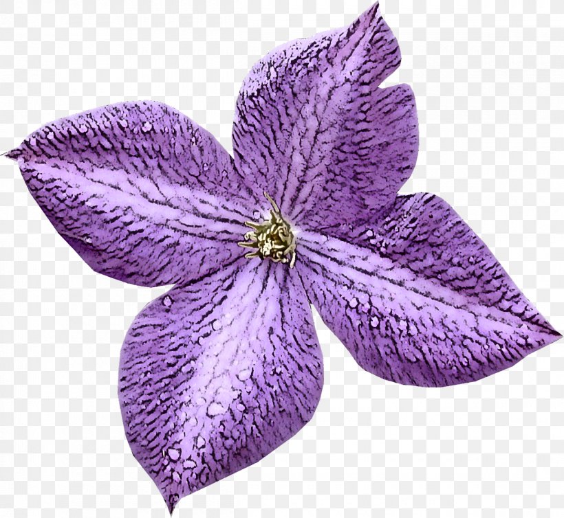 Flower Petal Violet Purple Plant, PNG, 1200x1104px, Flower, Balloon Flower, Clematis, Lilac, Melastome Family Download Free