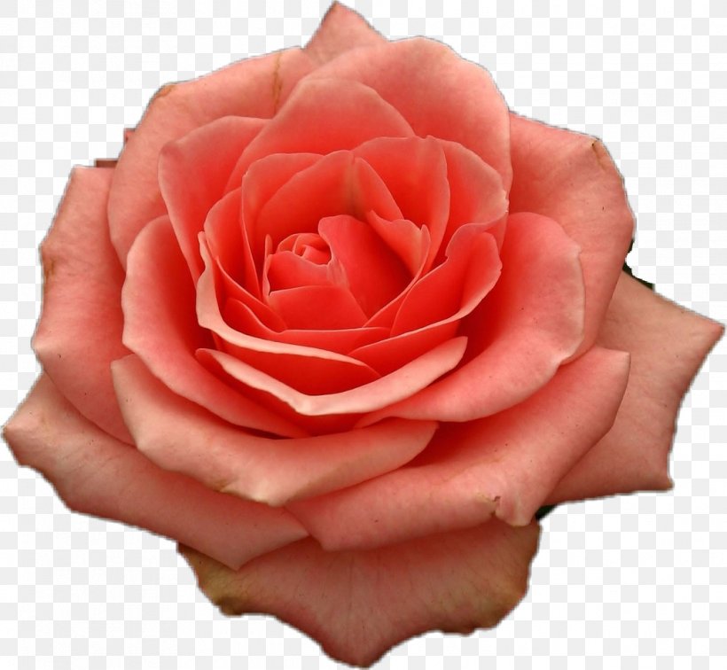 Garden Roses Cabbage Rose Floribunda Bank Finance, PNG, 1036x956px, Garden Roses, Bank, Cabbage Rose, China Rose, Close Up Download Free