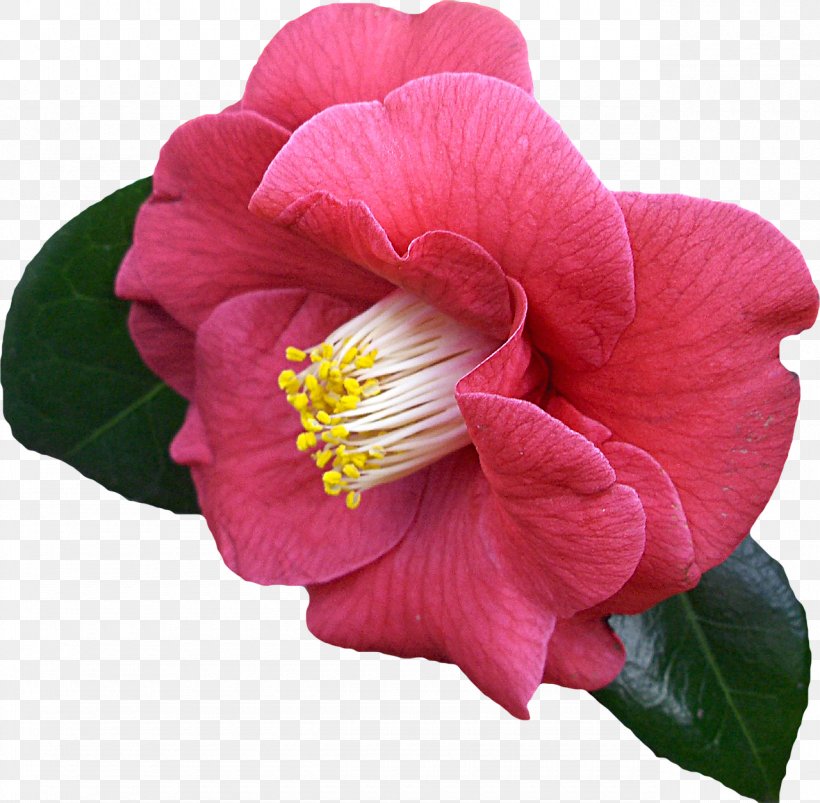 Japanese Camellia, PNG, 1280x1255px, Japanese Camellia, Annual Plant, Camellia, Camellia Sasanqua, China Rose Download Free