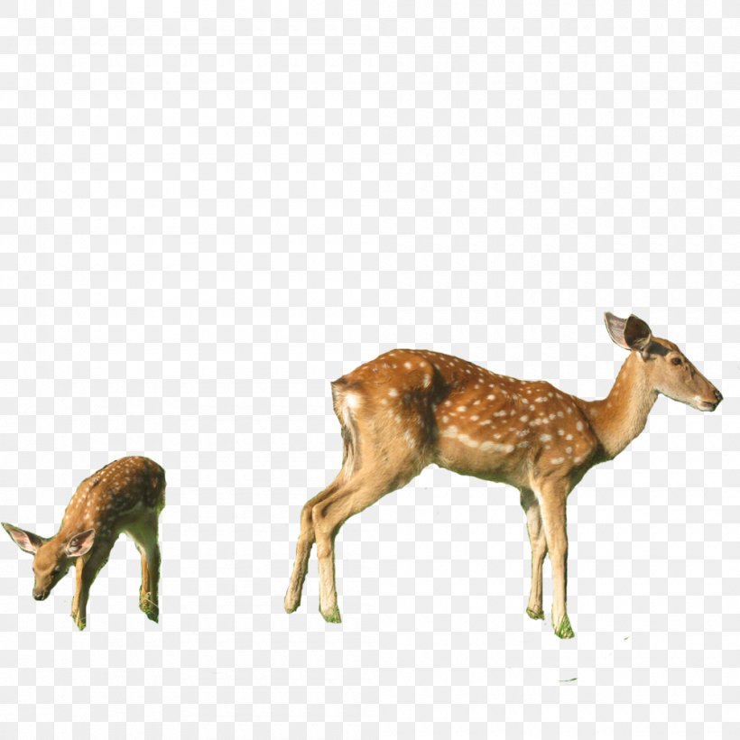 White-tailed Deer Red Deer Musk Deer Sika Deer, PNG, 1000x1000px, Whitetailed Deer, Animal, Antelope, Antler, Deer Download Free