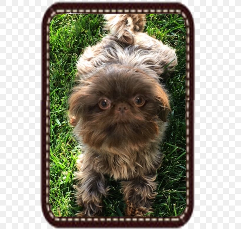 Affenpinscher Chinese Imperial Dog Shih Tzu Griffon Bruxellois Dog Breed, PNG, 603x780px, Affenpinscher, Belgian Griffon, Breed, Breed Group Dog, Breeder Download Free