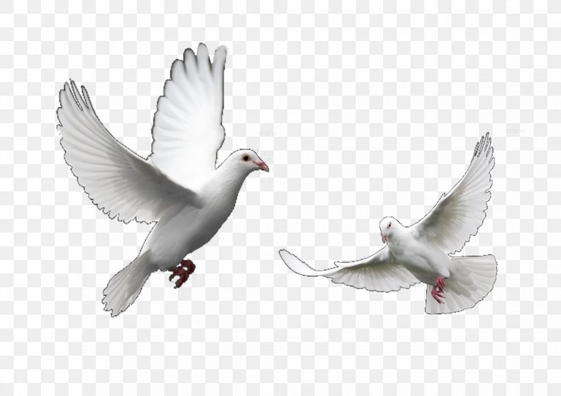 Columbidae Domestic Pigeon Bird Trash Doves Release Dove, PNG, 1754x1240px, Columbidae, Beak, Bird, Columbiformes, Domestic Pigeon Download Free
