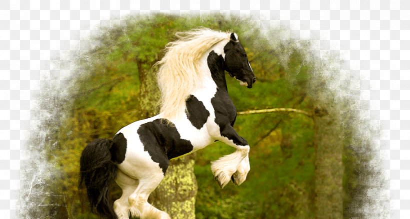 Gypsy Horse Mane Foal Pony Stallion, PNG, 912x489px, Gypsy Horse, Breed, Bridle, Colt, Farm Download Free