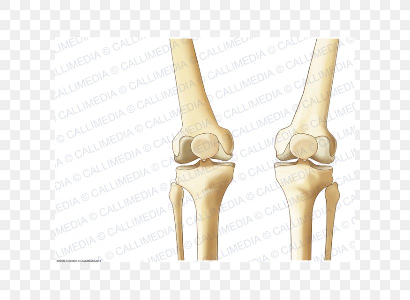 Knee Shoe Beige, PNG, 600x600px, Knee, Beige, Joint, Sandal, Shoe Download Free