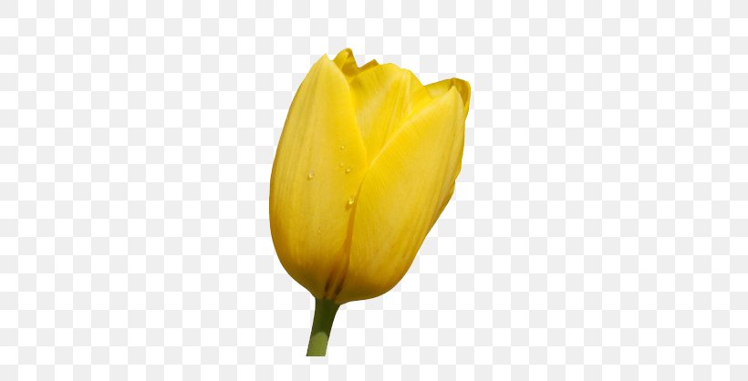 Tulip Flower Wallpaper, PNG, 600x418px, Tulip, Bud, Designer, Flower, Flowering Plant Download Free