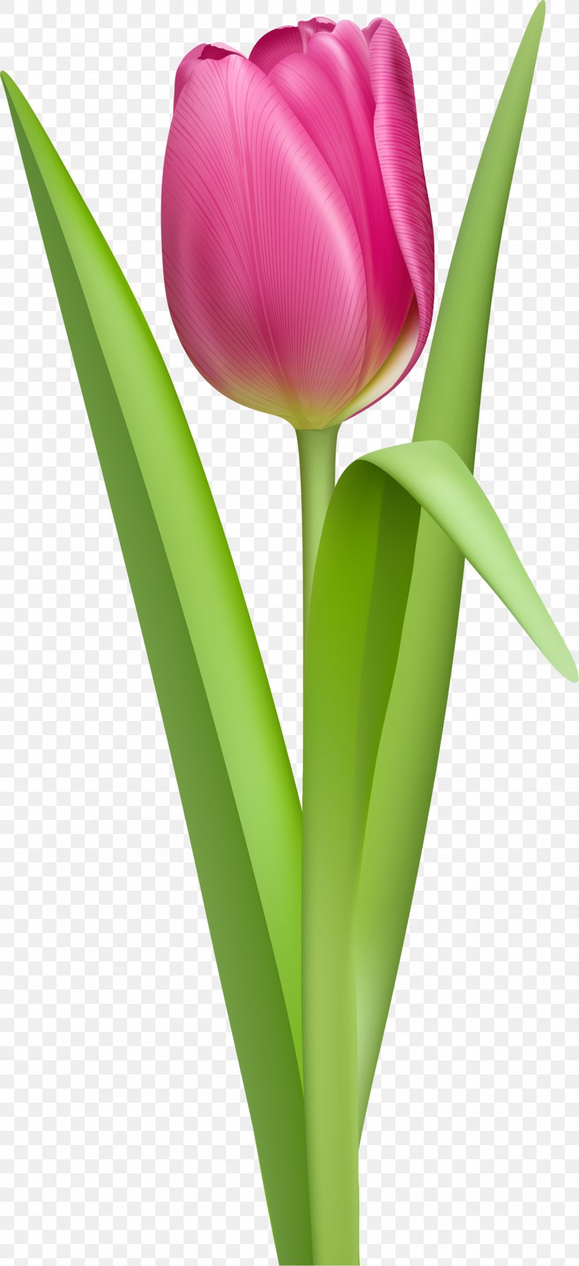 Tulip Pink Clip Art, PNG, 1603x3503px, Tulip, Bud, Cut Flowers, Drawing