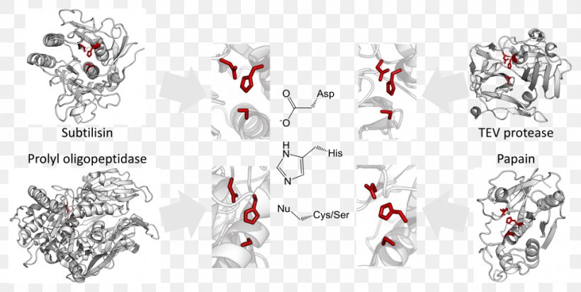 Catalytic Triad Convergent Evolution Threonine Protease, PNG, 970x489px, Catalytic Triad, Amino Acid, Area, Art, Artwork Download Free