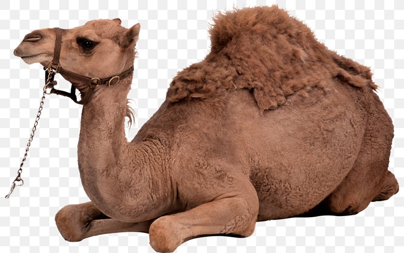 Dromedary Bactrian Camel Clip Art, PNG, 800x514px, Dromedary, Arabian Camel, Bactrian Camel, Camel, Camel Like Mammal Download Free