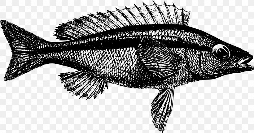 Fish Australia, PNG, 2400x1261px, Fish, Australia, Black And White, Drawing, Fauna Download Free