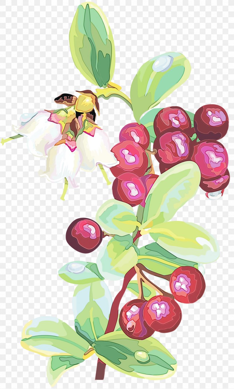 Flower Plant Flowering Plant Lingonberry Berry, PNG, 1807x3000px, Watercolor, Arctostaphylos Uvaursi, Berry, Branch, Flower Download Free