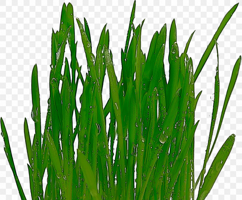 Grass Plant Green Grass Family Leaf, PNG, 2427x2008px, Grass, Flower, Grass Family, Green, Leaf Download Free