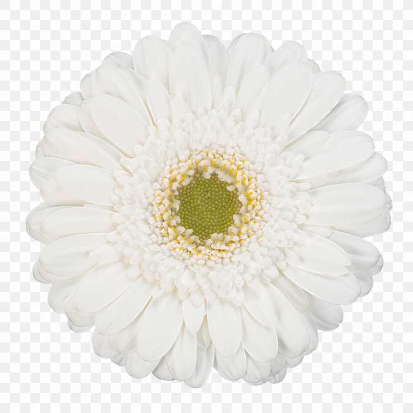 Transvaal Daisy Flower White Photography, PNG, 1024x1024px, Transvaal Daisy, Asterales, Chrysanths, Color, Common Daisy Download Free