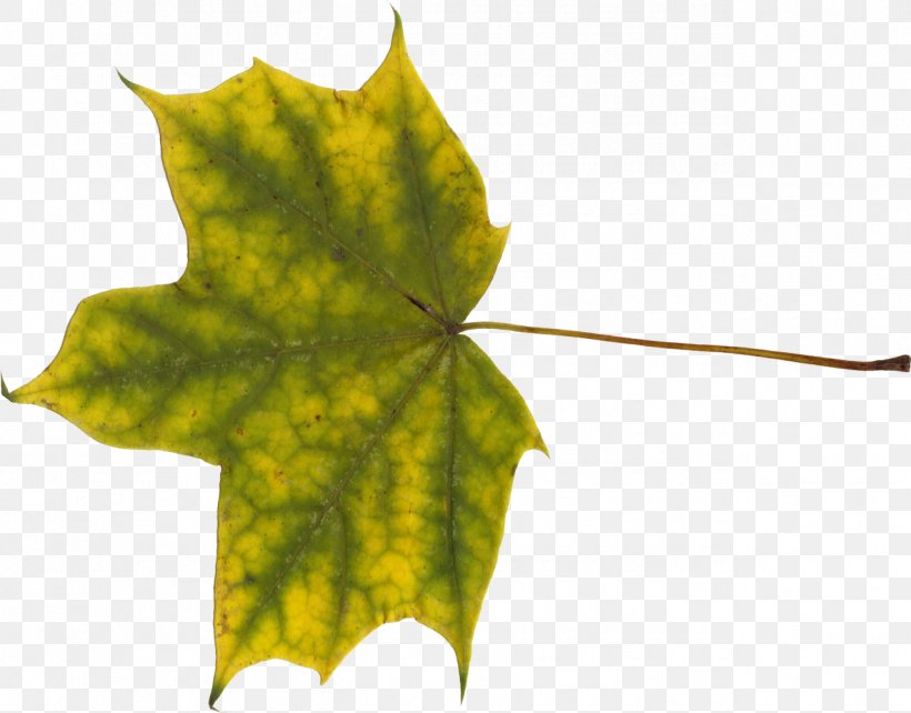 Canada Maple Leaf Clip Art, PNG, 1276x1000px, Canada, Button, Computer Graphics, Ivy, Leaf Download Free