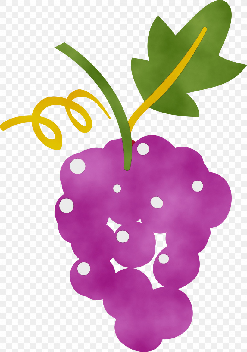 Grape Leaf Purple Plant Structure Biology, PNG, 2102x3000px, Watercolor, Biology, Grape, Leaf, Paint Download Free