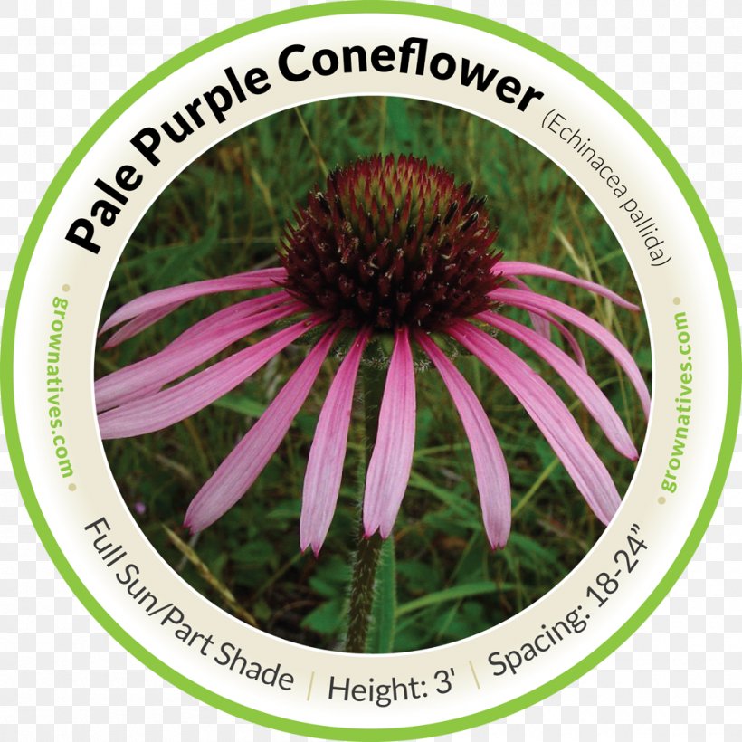 Pale Purple Coneflower Tennessee Purple Coneflower Sporobolus Wildflower, PNG, 1000x1000px, Pale Purple Coneflower, Coneflower, Flower, Flowering Plant, Grass Download Free