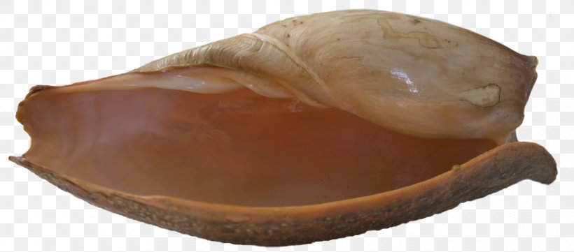 Seashell Clam Bivalvia Mollusc Shell, PNG, 960x423px, Seashell, Beach, Bivalvia, Clam, Clams Oysters Mussels And Scallops Download Free